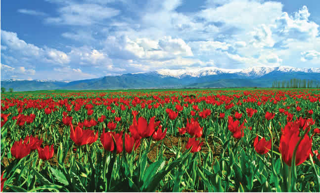 Ücretsiz Muş Sohbet